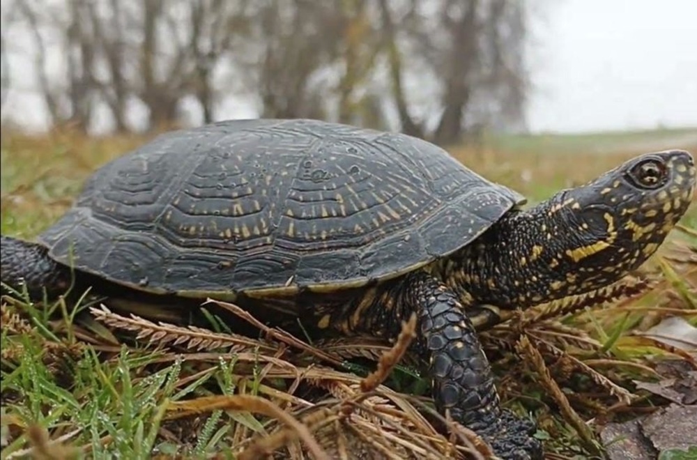 В акватории реки Бейсужёк можно встретить европейскую болотную черепаху.