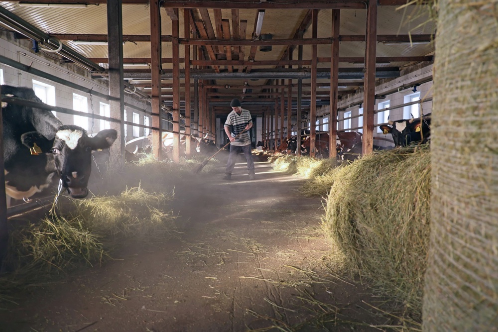 Уровень автоматизации на большинстве ферм пока низкий, и такой труд для молодежи непривлекателен.