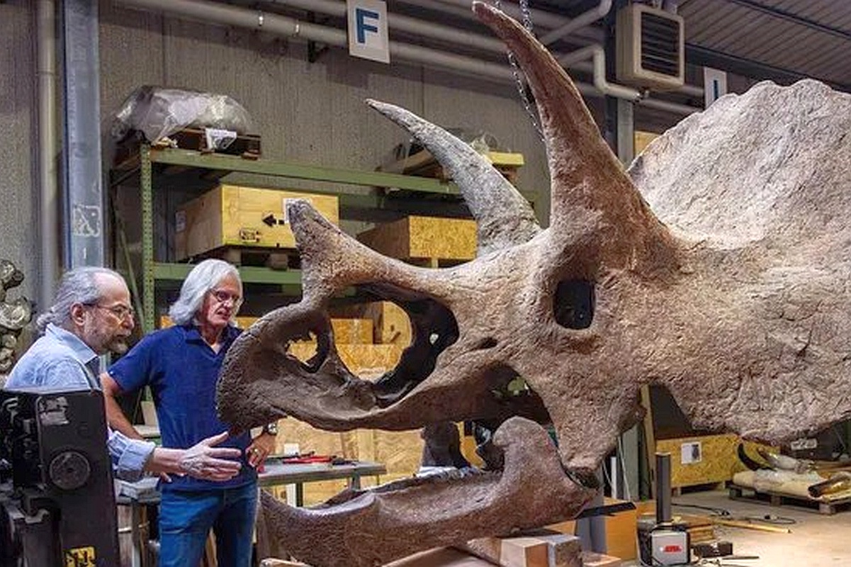 Гигантский череп трицератопса напомнил ученым знаменитого рокера. Гигантский череп трицератопса напомнил ученым знаменитого рокера.