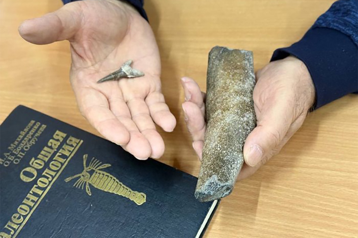 В пойме реки Черек найден зуб древнего вида ископаемой акулы, предположительно кретоксирина. А в низине реки Баксан - фрагменты ребра, предположительно принадлежавшего зубатому киту - цетотерию. В пойме реки Черек найден зуб древнего вида ископаемой акулы, предположительно кретоксирина. А в низине реки Баксан - фрагменты ребра, предположительно принадлежавшего зубатому киту - цетотерию.