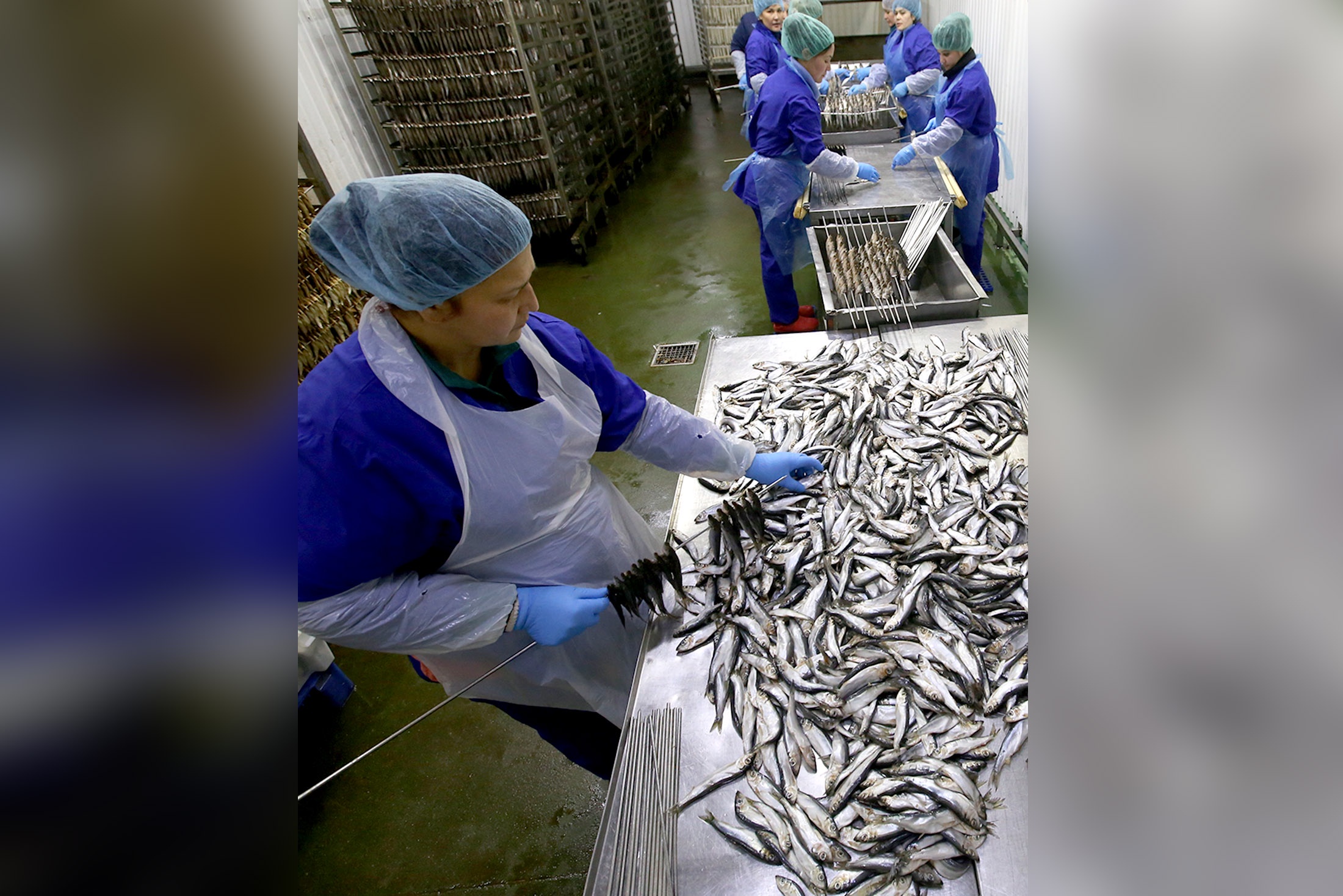 Мойва популярна в России: ее жарят, коптят, используют для производства риетов.