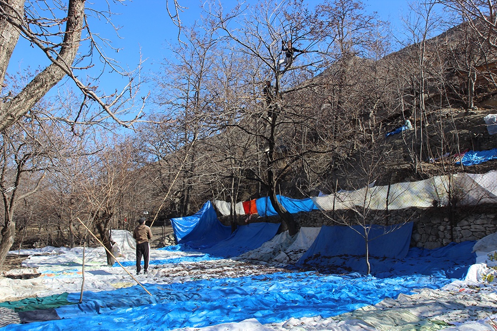 Сбор черной хурмы имеет свою специфику: под деревьями расстилают большие полотна, затем мужчины сбивают плоды шестами.