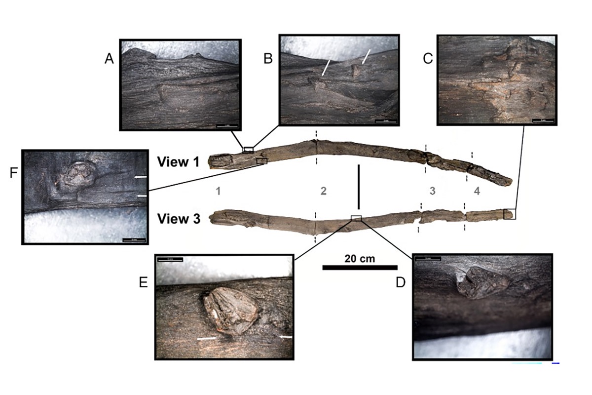Первый артефакт длиной 81 сантиметр и диаметром в 4,5 сантиметра. Сделан из ольхи. Скорее всего, его использовали в качестве палки-копалки. Второй - из ивы или тополя. Длина - всего 5,7 сантиметра, диаметр - до 1,5 сантиметра. Его предназначение непонятно.