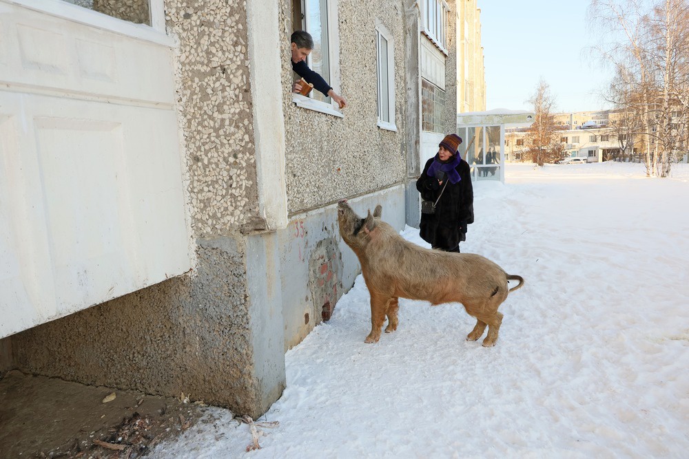 Сколько еще продлится свинская вакханалия в Ревде - неизвестно.