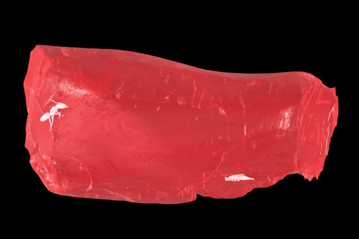 Муравья визуализировали с помощью трехмерной цифровой реконструкции.