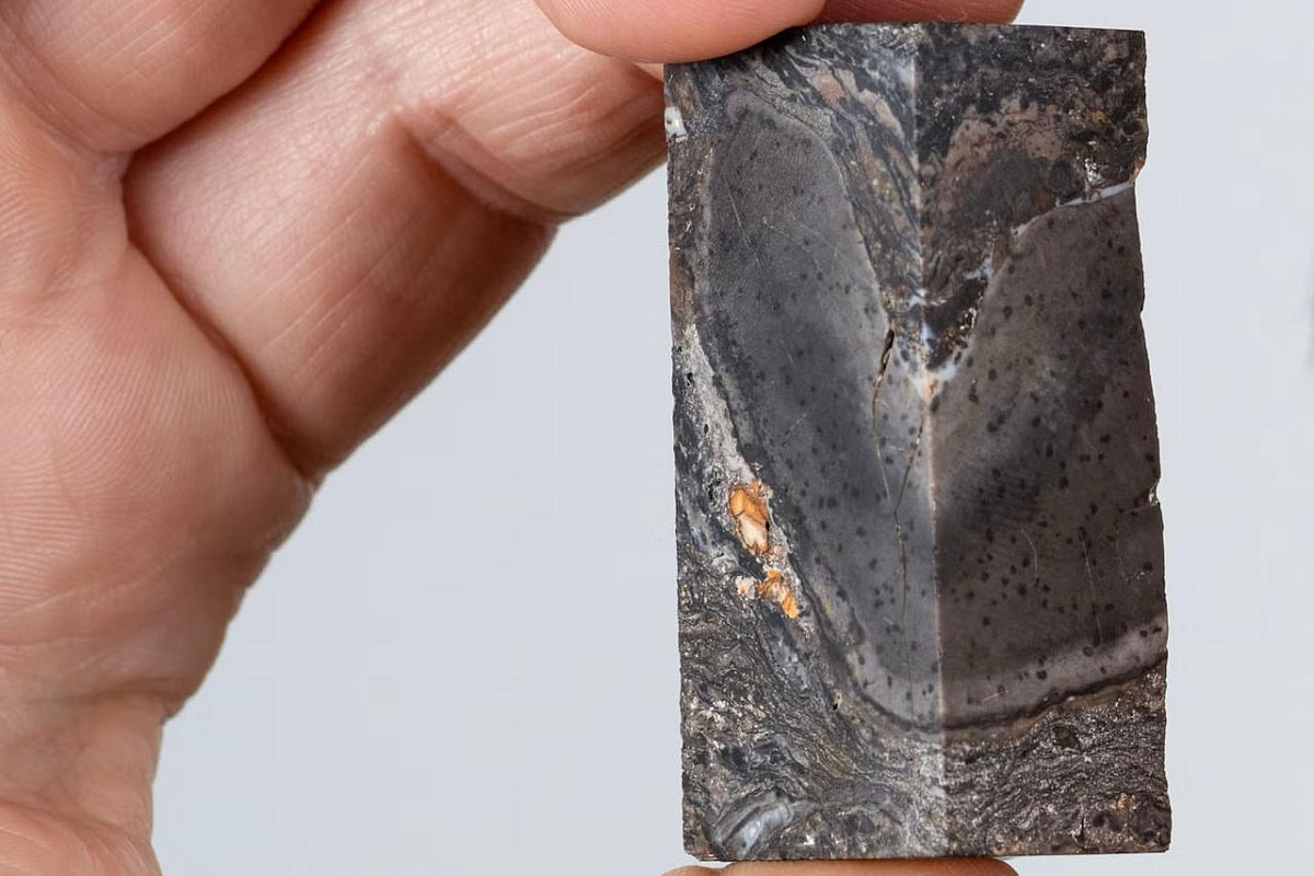 Фрагмент окаменелости прототаксита, найденный в Шотландии. Фрагмент окаменелости прототаксита, найденный в Шотландии.