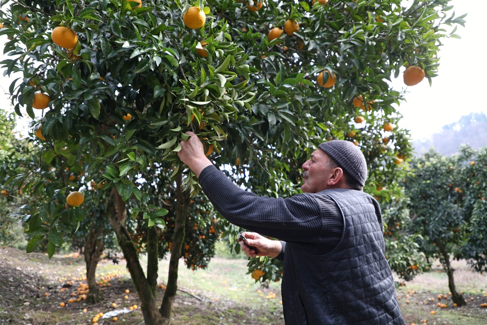 С Виталием Цвижбой трудно не согласиться: абхазские мандарины - самые вкусные. Впрочем, как и апельсины