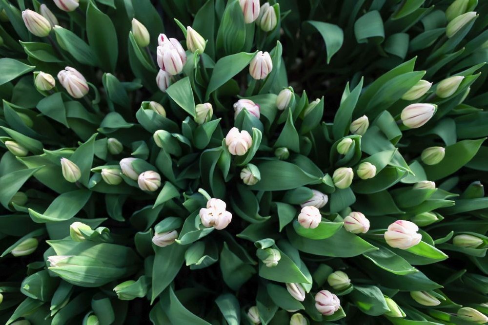 Цветоводы рассчитывают, что бутоны распустятся в срок.