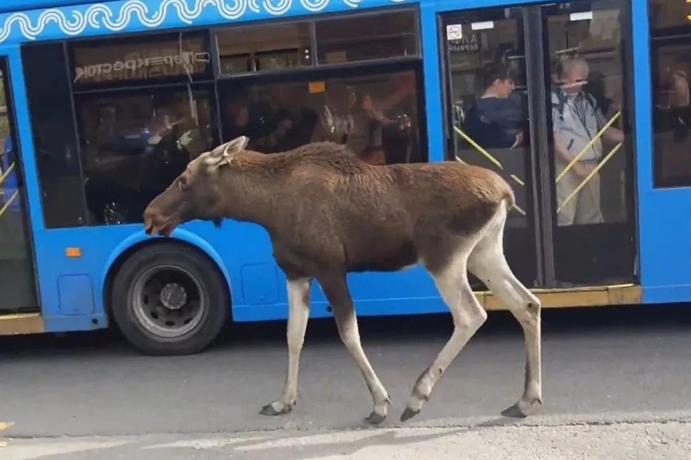 В отдел спасения поступают заявки о том, как по городу гуляют белки и лисы, а иногда даже кабаны и лоси.
