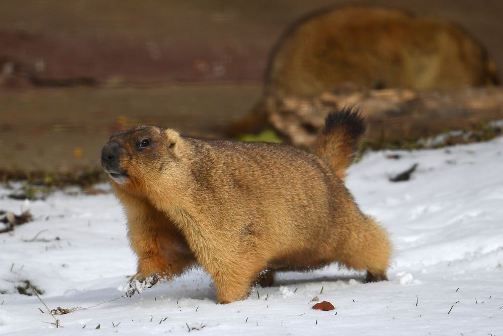 В зоопарке отмечают: прогнозы сурков шуточные, но сбываются часто.