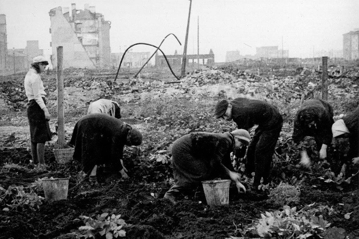 Сбор урожая картофеля с коллективного огорода в районе улицы Софьи Перовской (1942 год).