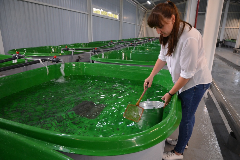 Рыбоводы все больше предпочитают закупать мальков отечественного производства