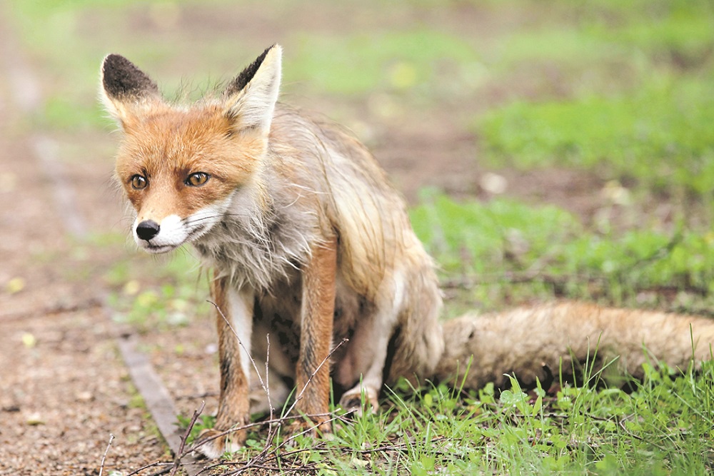 Основным природным очагом вируса бешенства является популяция лис