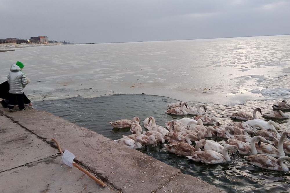 Жители вышли на спасение лебедей, замерзающих во льдах лимана.