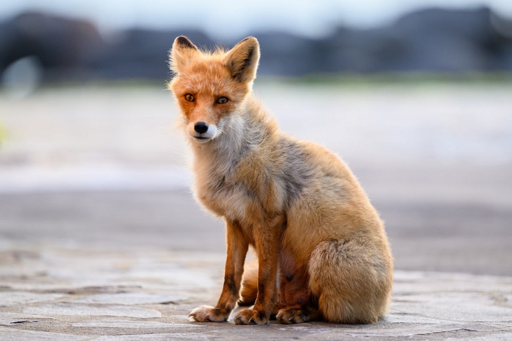 Лисы все меньше боятся людей, потому что в них прекратили стрелять
