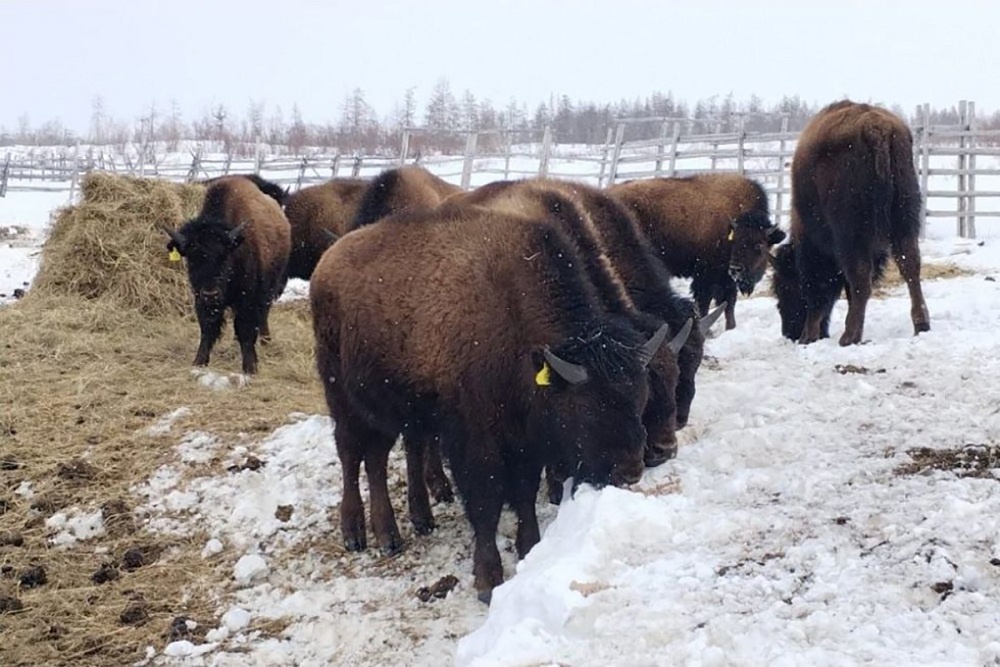 Бизоны в Якутии адаптировались к экстремальным условиям, что делает их разведение перспективным для региона.