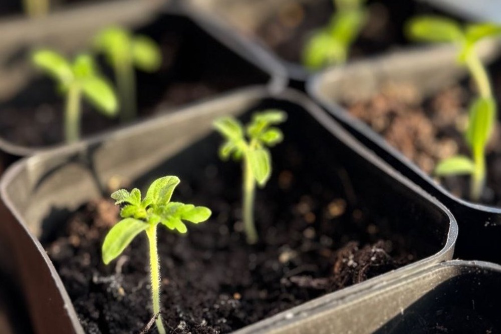 Космические помидоры уверенно тянутся вверх, а мы с нетерпением ждем урожай.