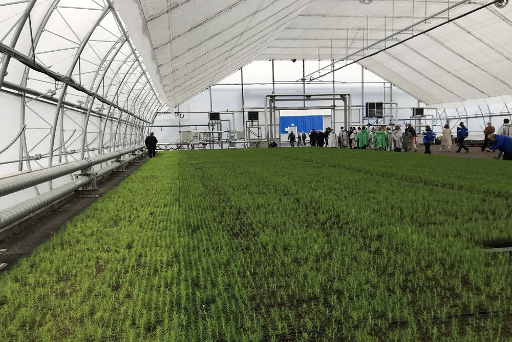 Выращивание хвойных саженцев и посадки леса - один из инструментов достижения углеродной нейтральности Выращивание хвойных саженцев и посадки леса - один из инструментов достижения углеродной нейтральности