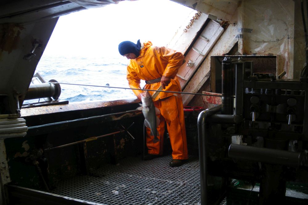 Вылов в Баренцевом море трески длиной менее 44 сантиметров запрещен правилами рыболовства.