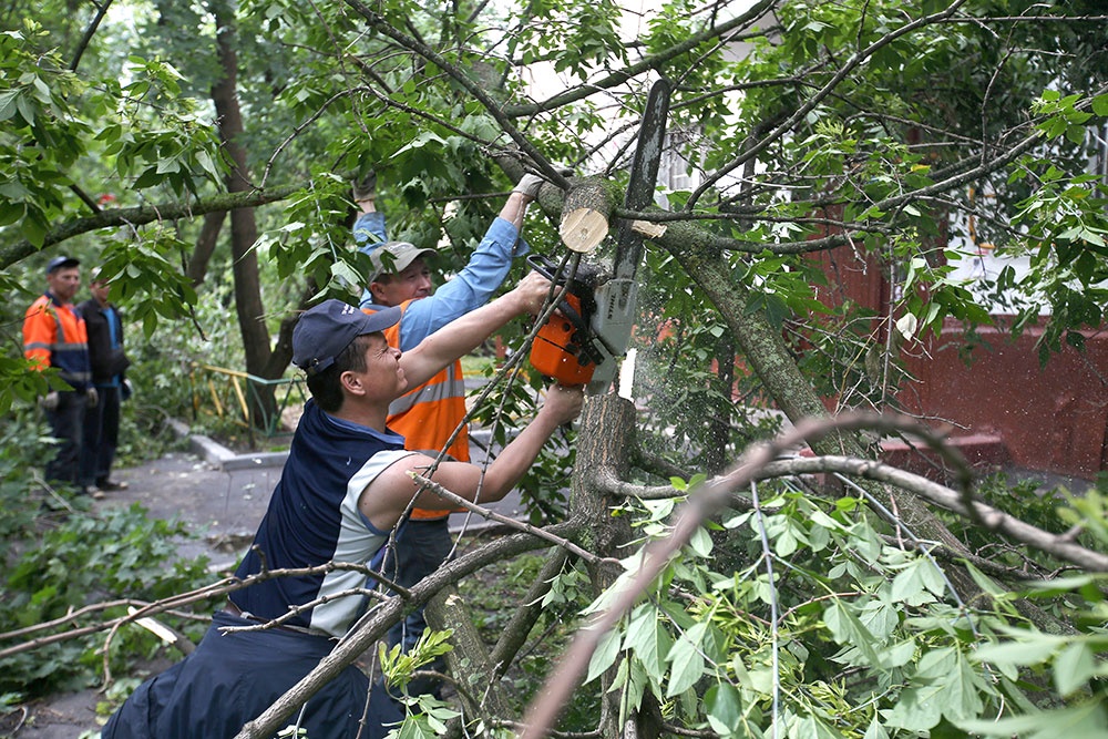 С 1 марта американский клен объявлен вне закона. Как "вредное" дерево его придется уничтожать.