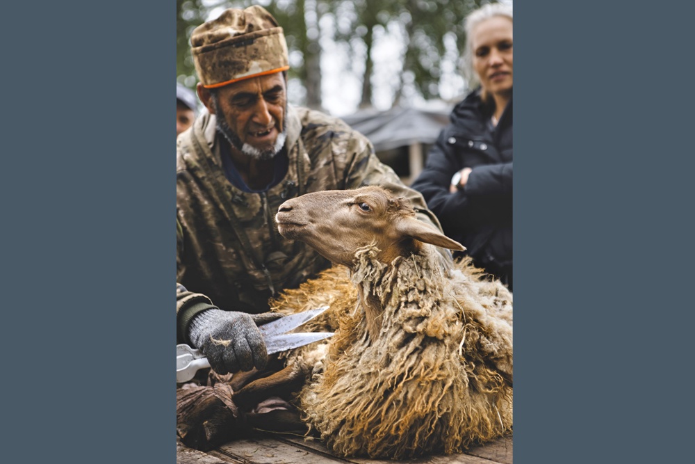 На мастер-классах в "Школе фермера" сибиряков учили пасти, кормить, стричь овец и просчитывать экономику хозяйства.