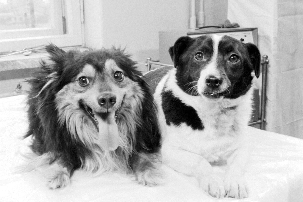 Всего к запуску на биоспутнике было подготовлено 30 животных, чьи лабораторные показатели были на оценку "хорошо" или "отлично". Но в конечном счете победителями стали симпатяги Ветерок и Уголек. Всего к запуску на биоспутнике было подготовлено 30 животных, чьи лабораторные показатели были на оценку "хорошо" или "отлично". Но в конечном счете победителями стали симпатяги Ветерок и Уголек.