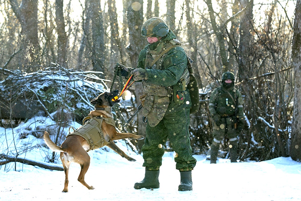 В первую очередь бронежилеты рассчитаны на защиту собак от осколков. Но пулю от пистолета тоже остановят.