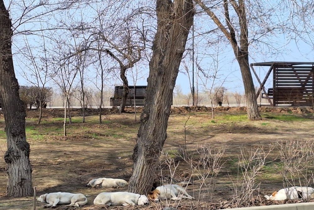 Бродячие собаки в прошлом году более пяти тысяч раз нападали на астраханцев на улицах региона Бродячие собаки в прошлом году более пяти тысяч раз нападали на астраханцев на улицах региона