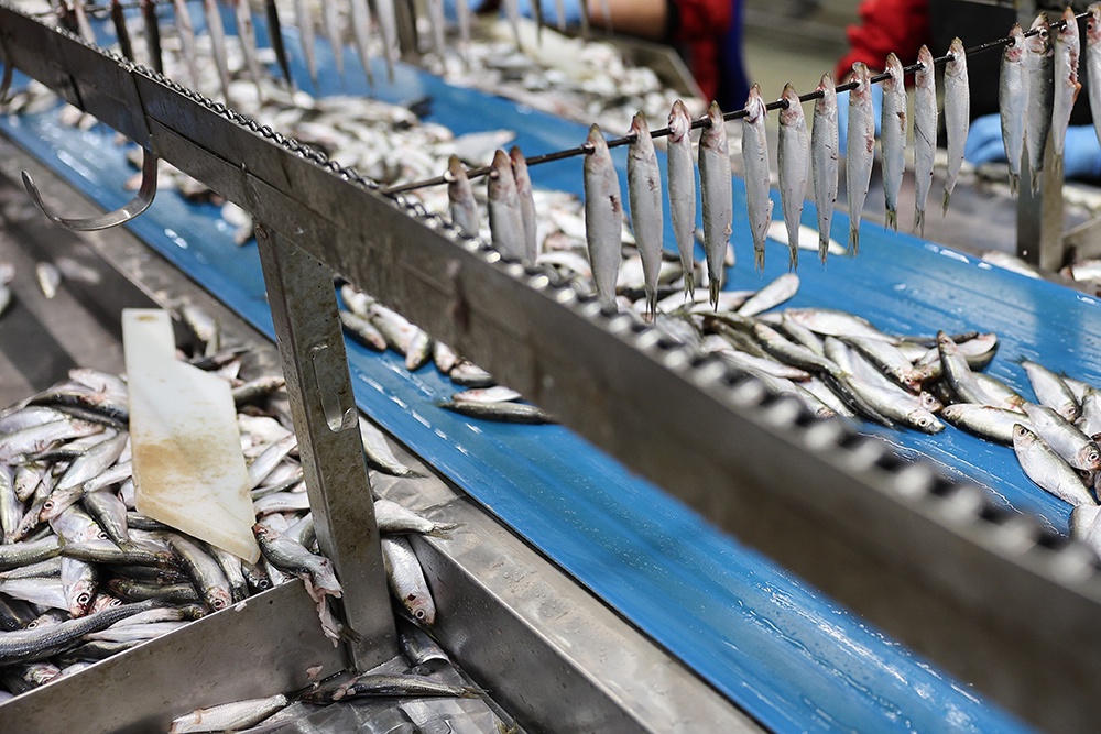 Большая часть дагестанской кильки вывозится в другие регионы, где из нее делают консервы.