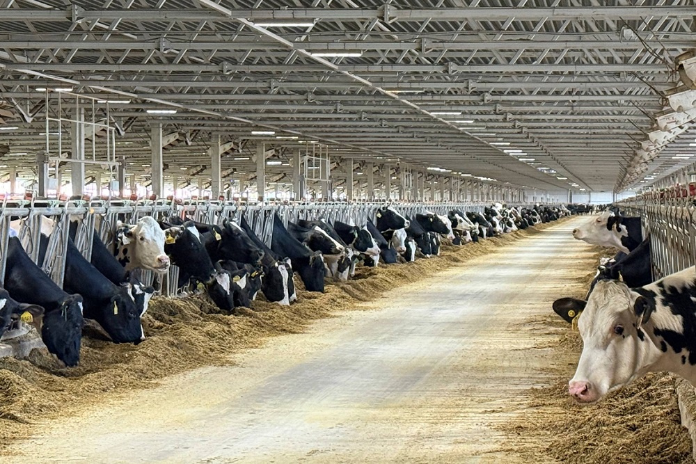 Будет сформировано геномное ядро для отбора животных с ценными признаками.