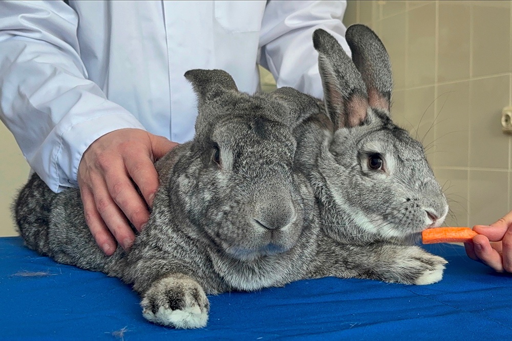 Фрагмент бедренной артерии, "выращенный" в 3D-принтере особой конструкции, имплантировали кролику год назад. Теперь у него появилась спутница и наступил романтический период.