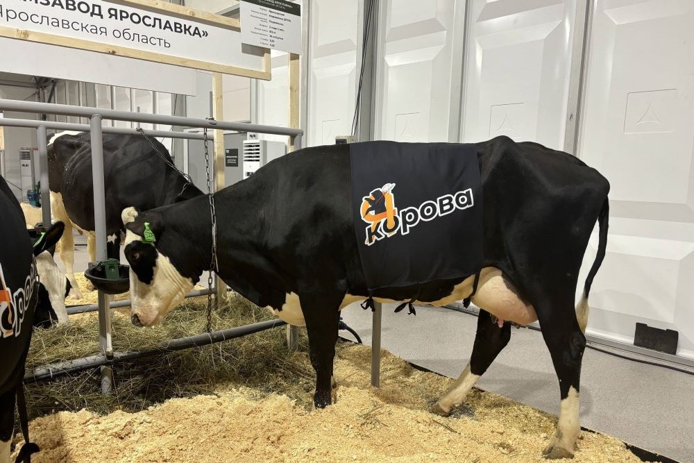 Будет сформировано геномное ядро для отбора животных с ценными признаками.