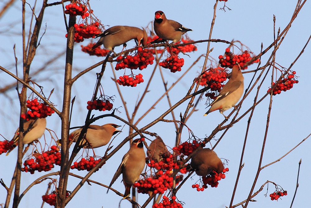 Зимняя трапеза у свиристелей.