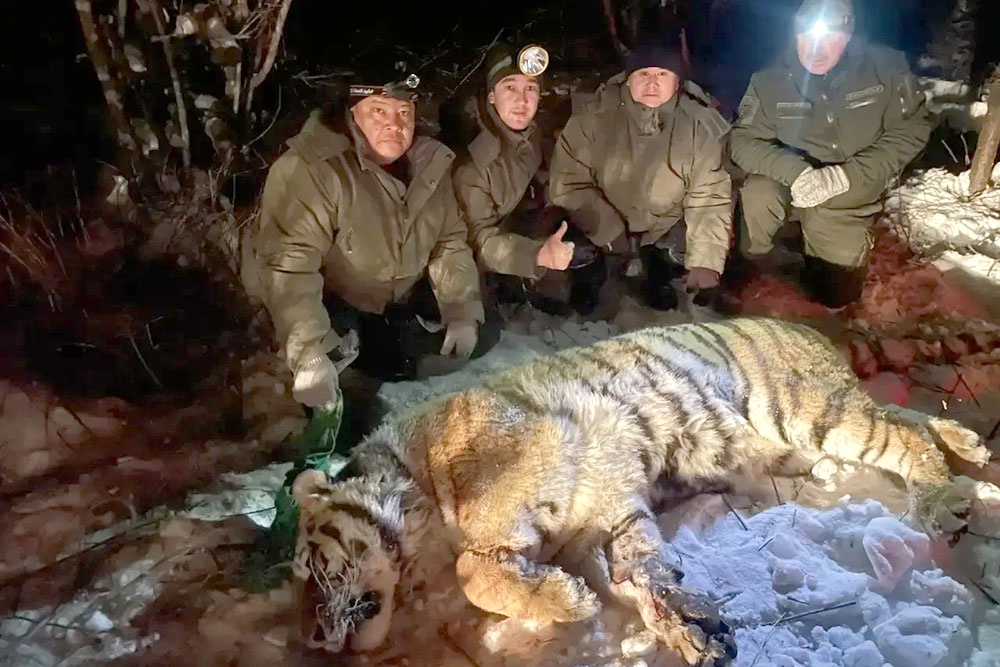 Охотоведы из Казахстана участвовали в отлове конфликтного амурского тигра.