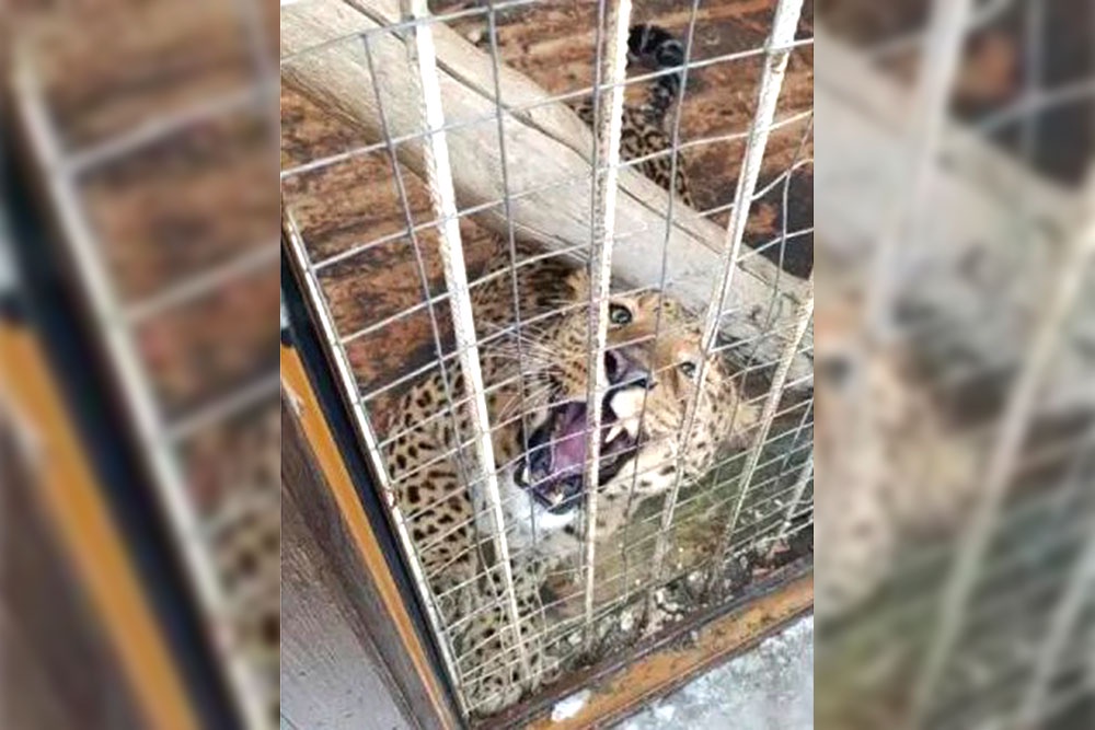 Один из обитателей домашнего зоопарка - леопард.