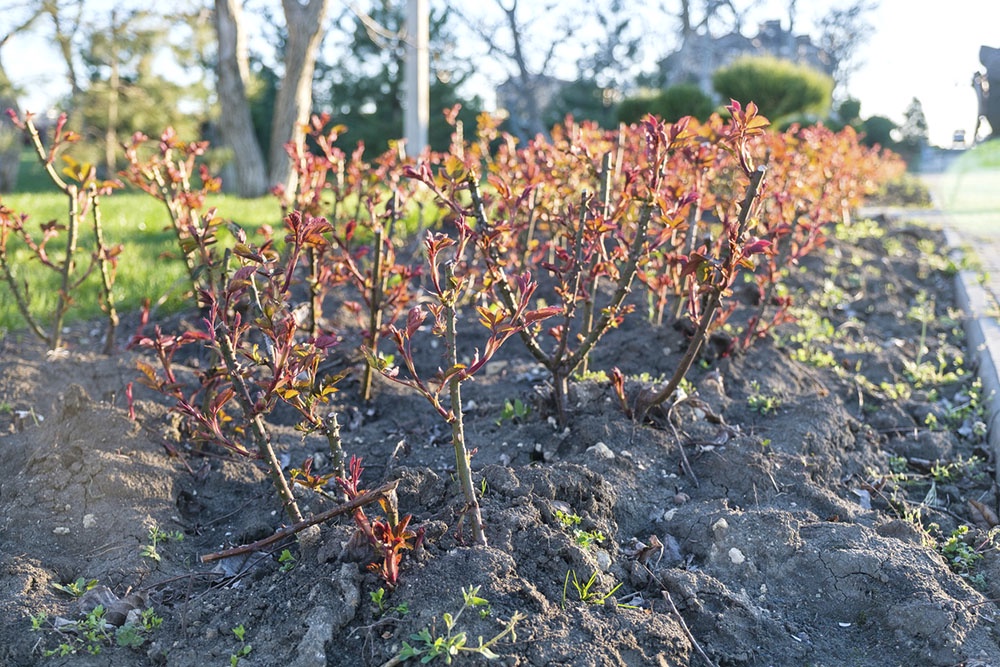 Кусты роз  в саду ранней весной.