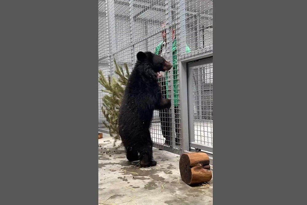 Гималайская медведица в вольере. Гималайская медведица в вольере.