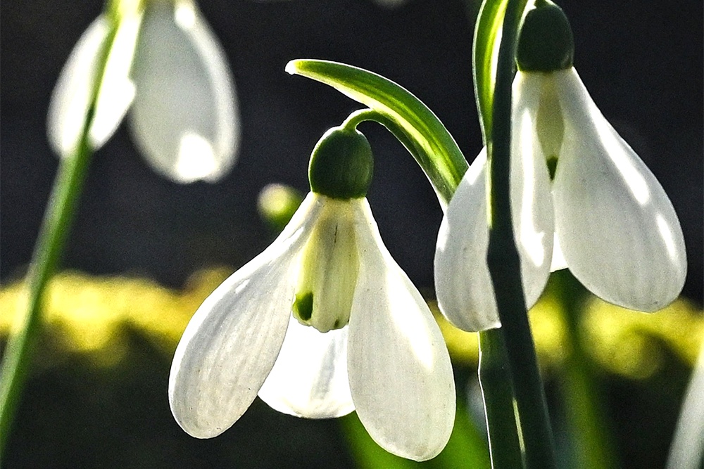 Все подснежники внесены в Красную книгу, а значит, за сорванный цветок положен штраф.
