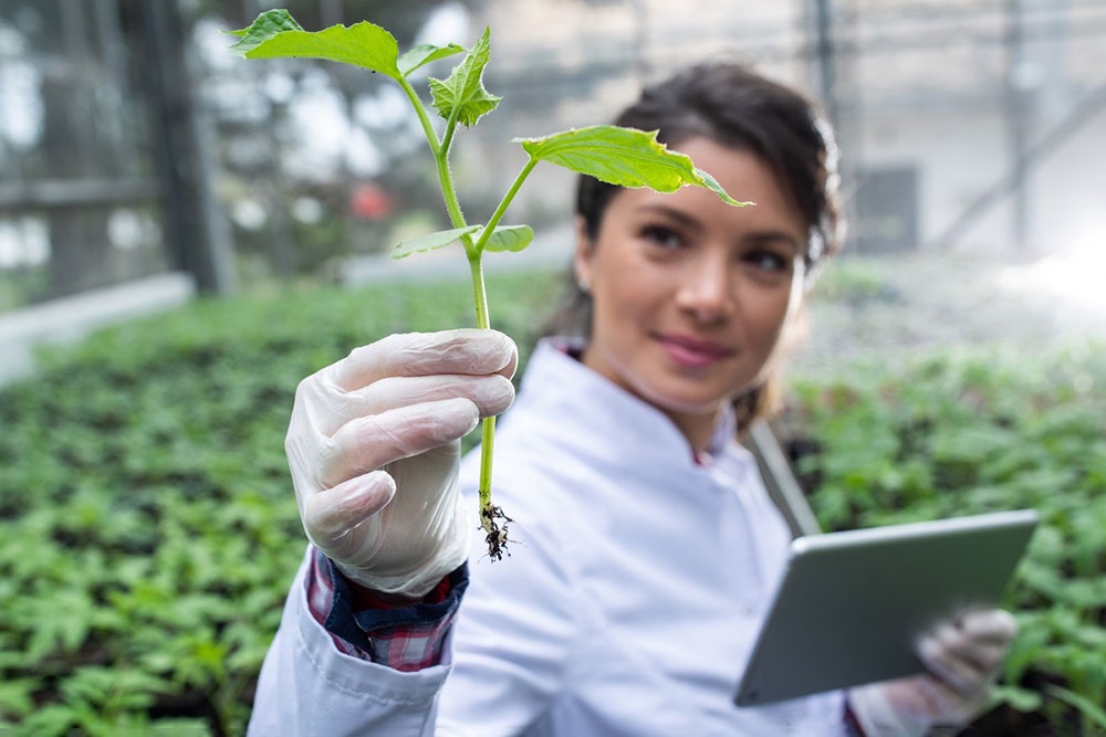 Перед селекционерами поставлена задача в короткие сроки создать отечественные сорта и гибриды.