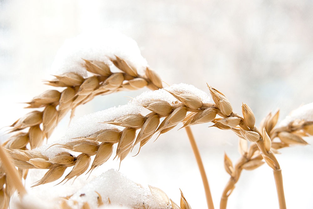 В суровых климатических условиях аграриям удается получать хорошие урожаи пшеницы.