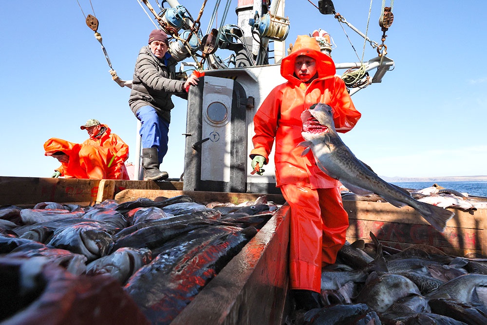 Лосось и минтай не подводит рыболовов. Этой рыбы в 2025 году выловлено больше всего.