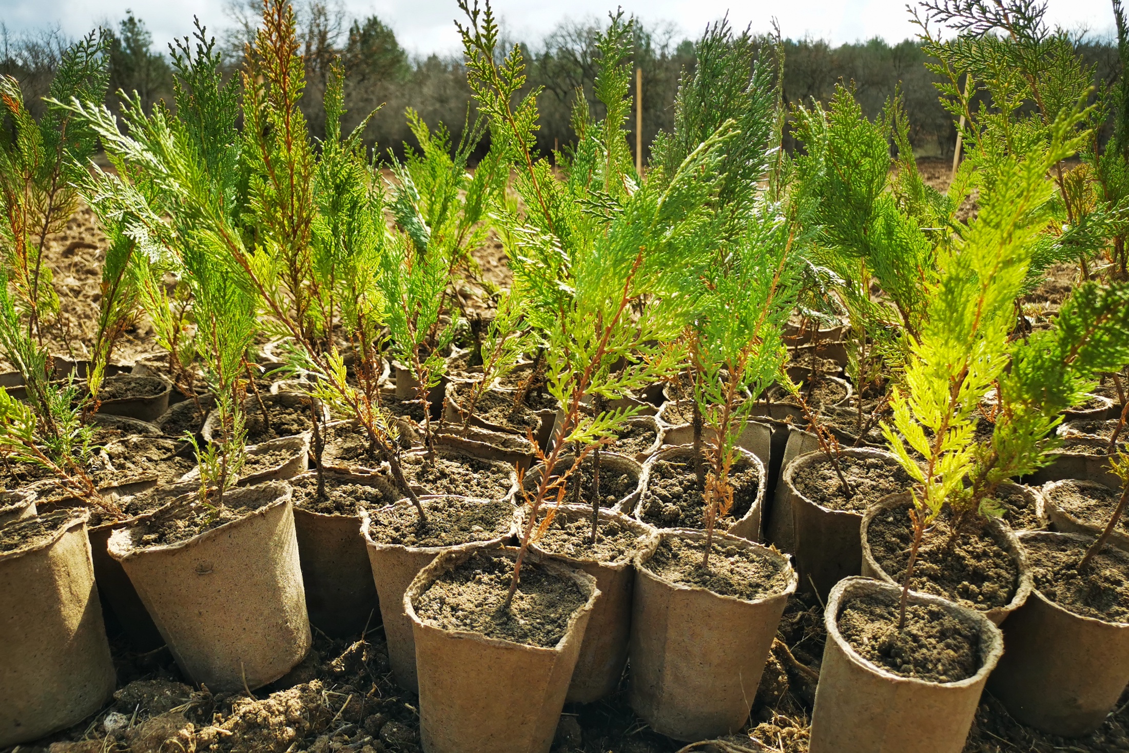 Участники акции "Сад памяти" в Севастополе.