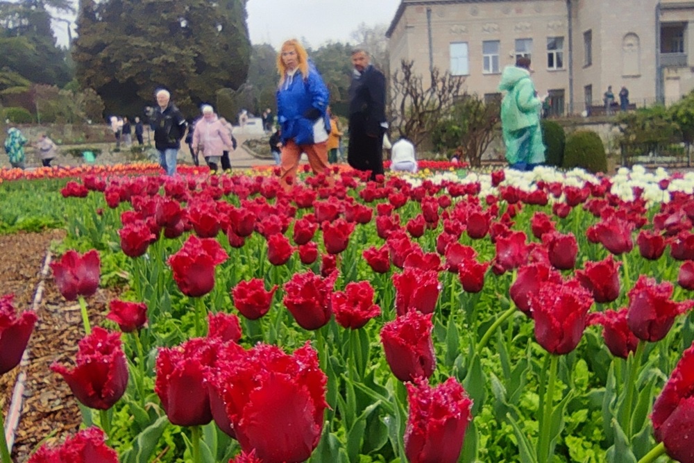 Посетители выберут "генерала парада" - самый красивый цветок, который будет символом Никитского сада весь год.