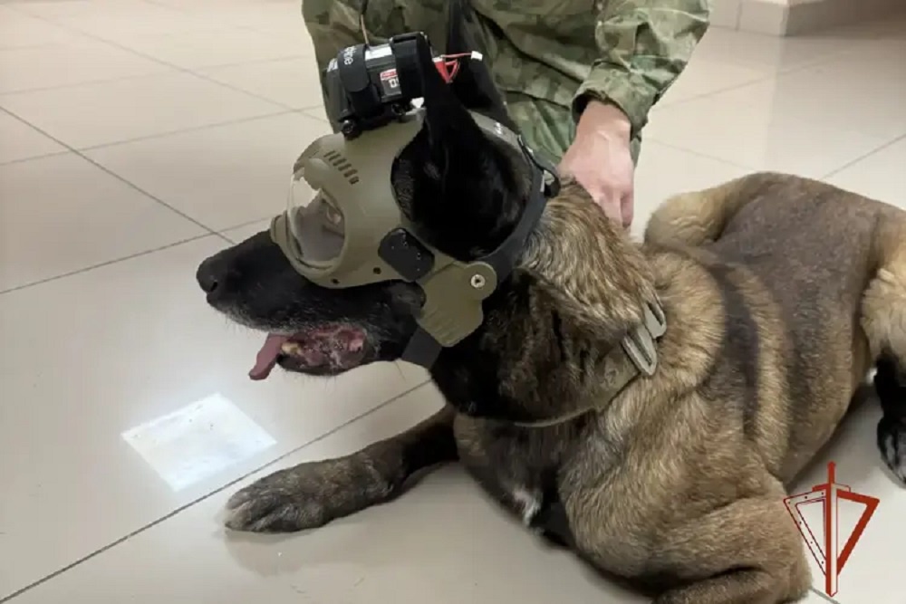 Шлем не только защищает животное. С его помощью оператор
видит обстановку глазами собаки в реальном времени.