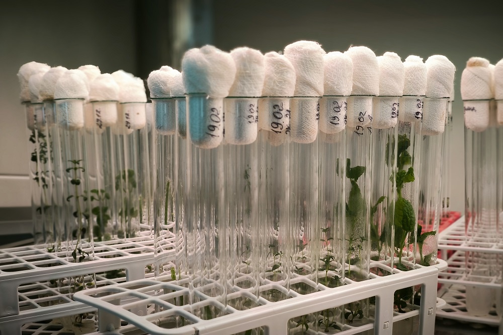 Уже семь лет в Вельской школе N 1 действует детская лаборатория "Агрокуб": ребята изучают биотехнику, генетику и физиологию растений, а также точное земледелие и селекцию