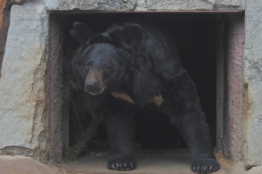 Вышли из зимней спячки и медведи. 