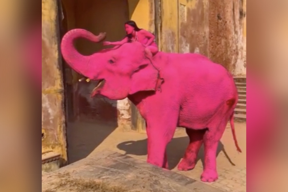 После этих фото блогершу обвинили в жестоком обращении с животными.