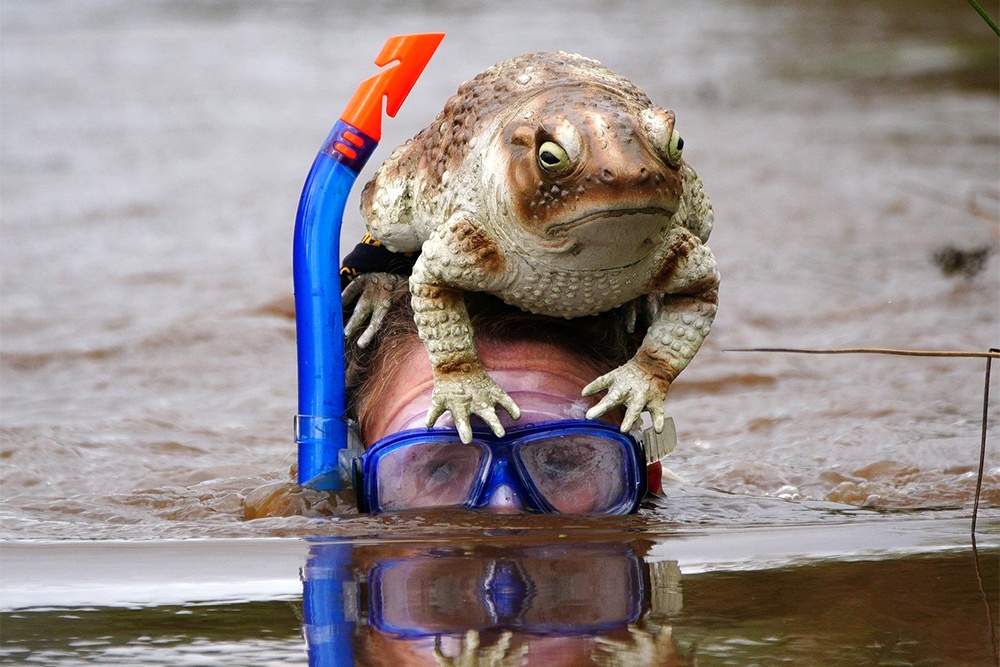 В период нереста на реках вводят табу почти на всю рыбалку. Да и нырять в воду надо тихо, чтобы не спугнуть рыбу.