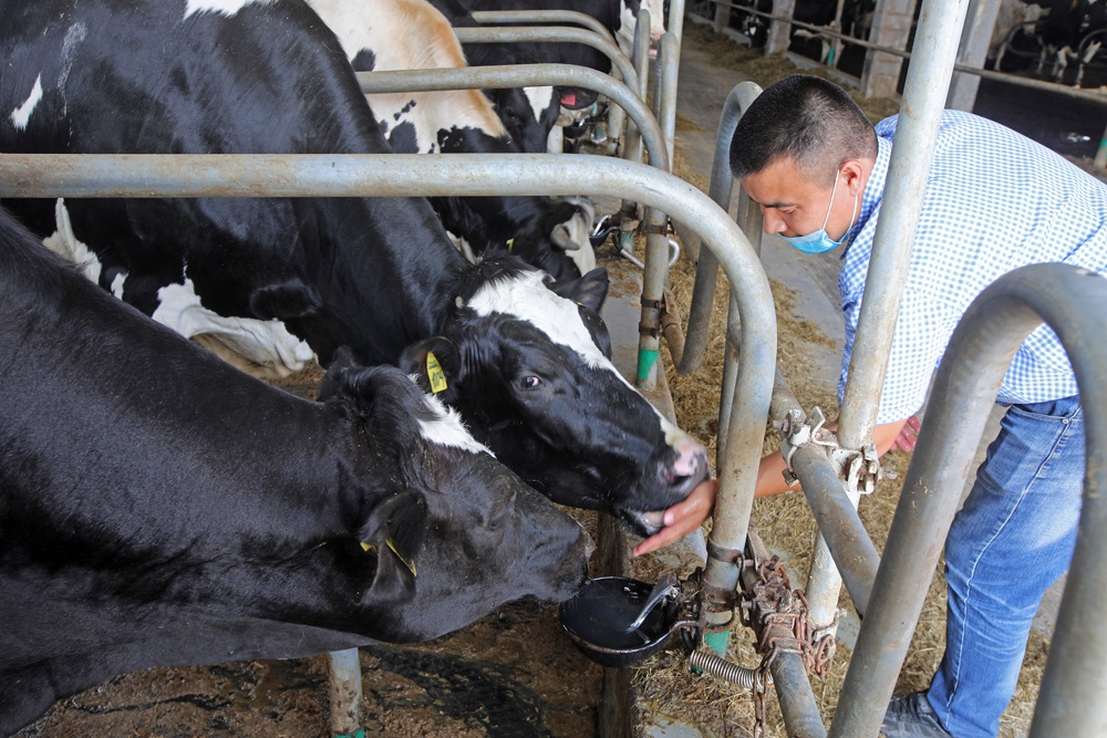Коров нужно доить в любое время, даже если молоко потом приходится выливать на землю.