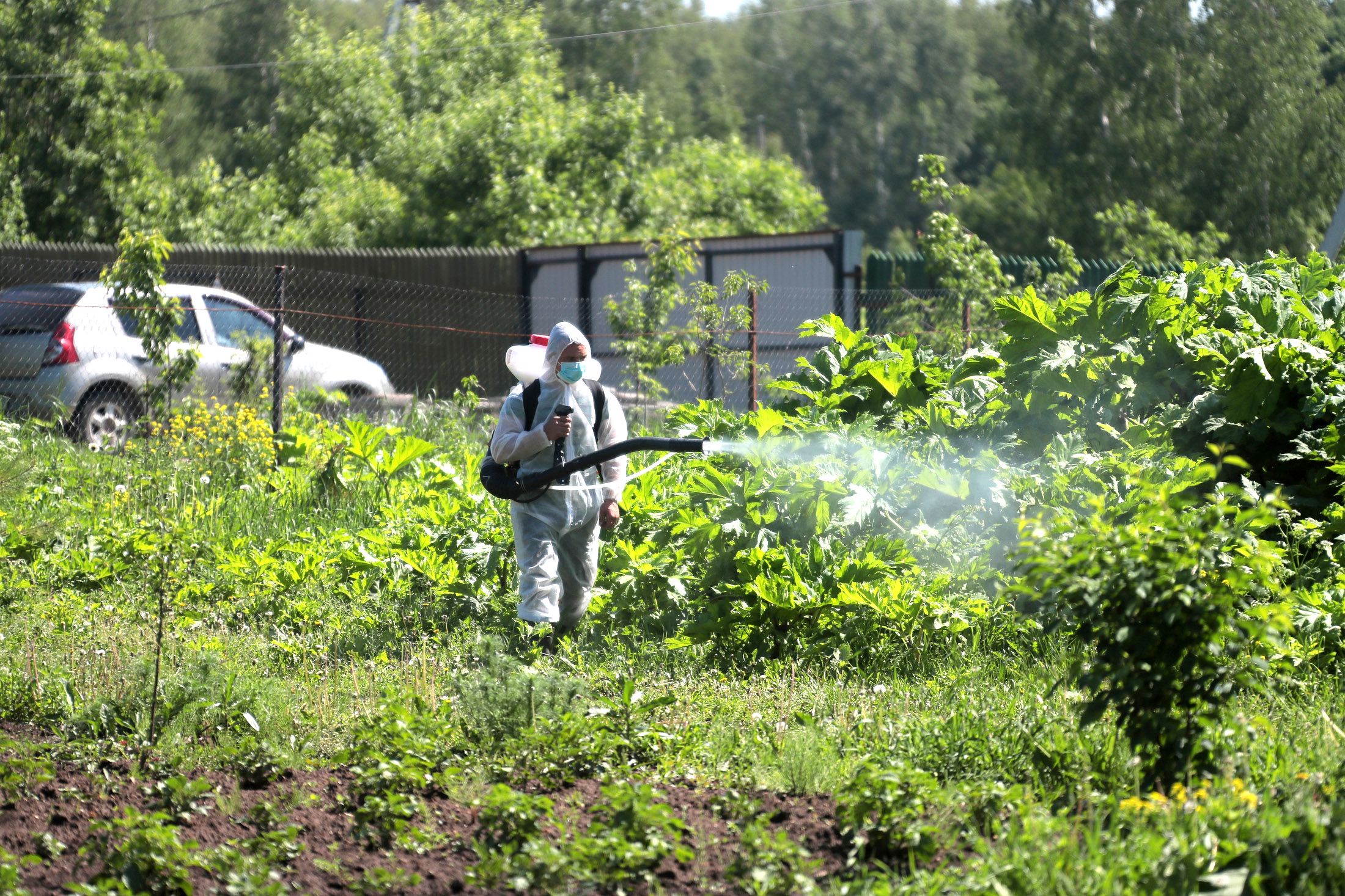 Уничтожение борщевика в Тульской области.